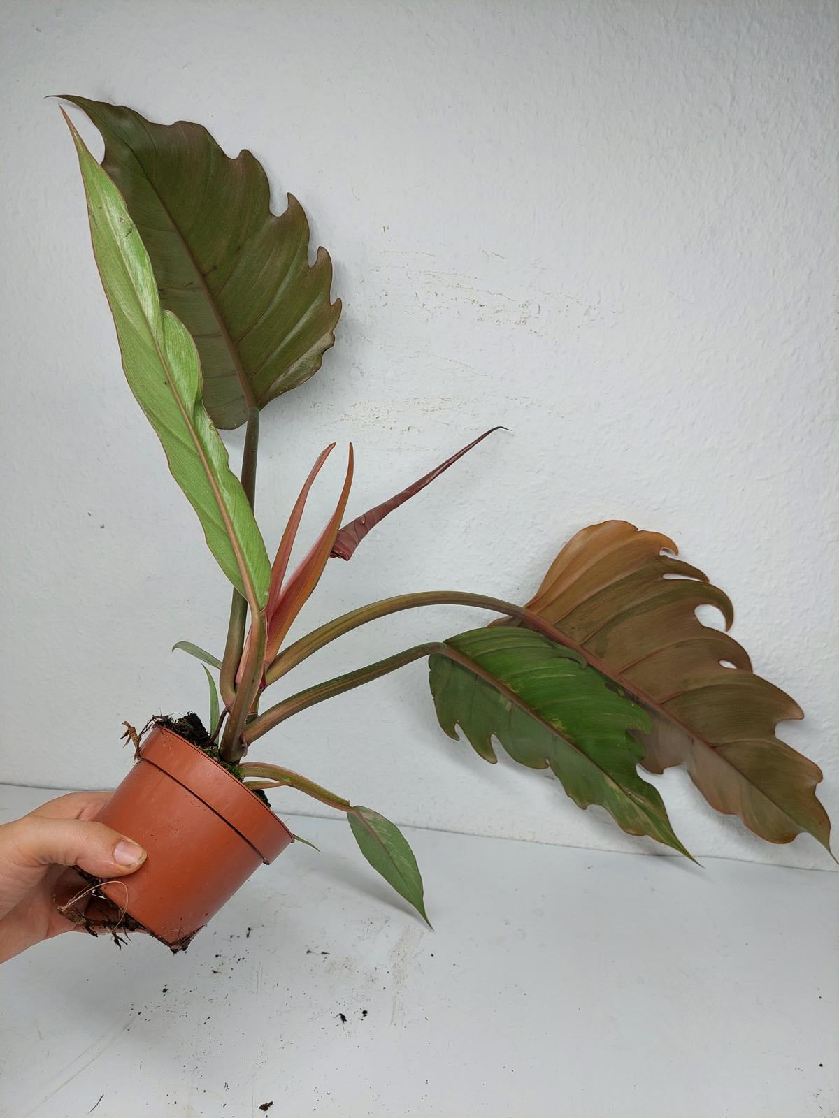 Philodendron Caramel Marble Variegata