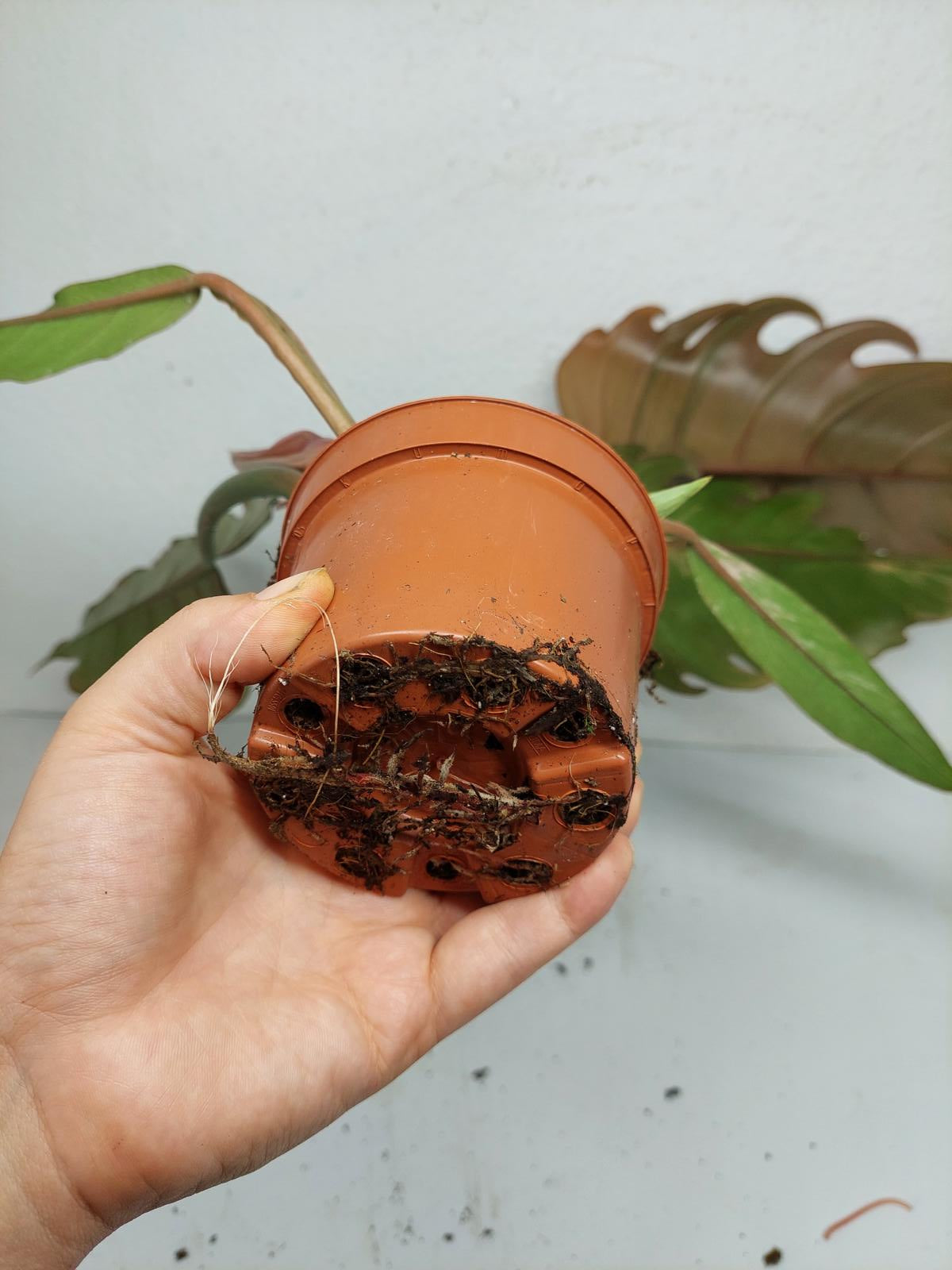 Philodendron Caramel Marble Variegata