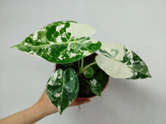 Alocasia Frydek Variegata