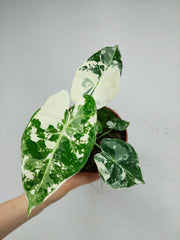 Alocasia Frydek Variegata