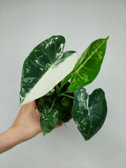 Alocasia Frydek Variegata