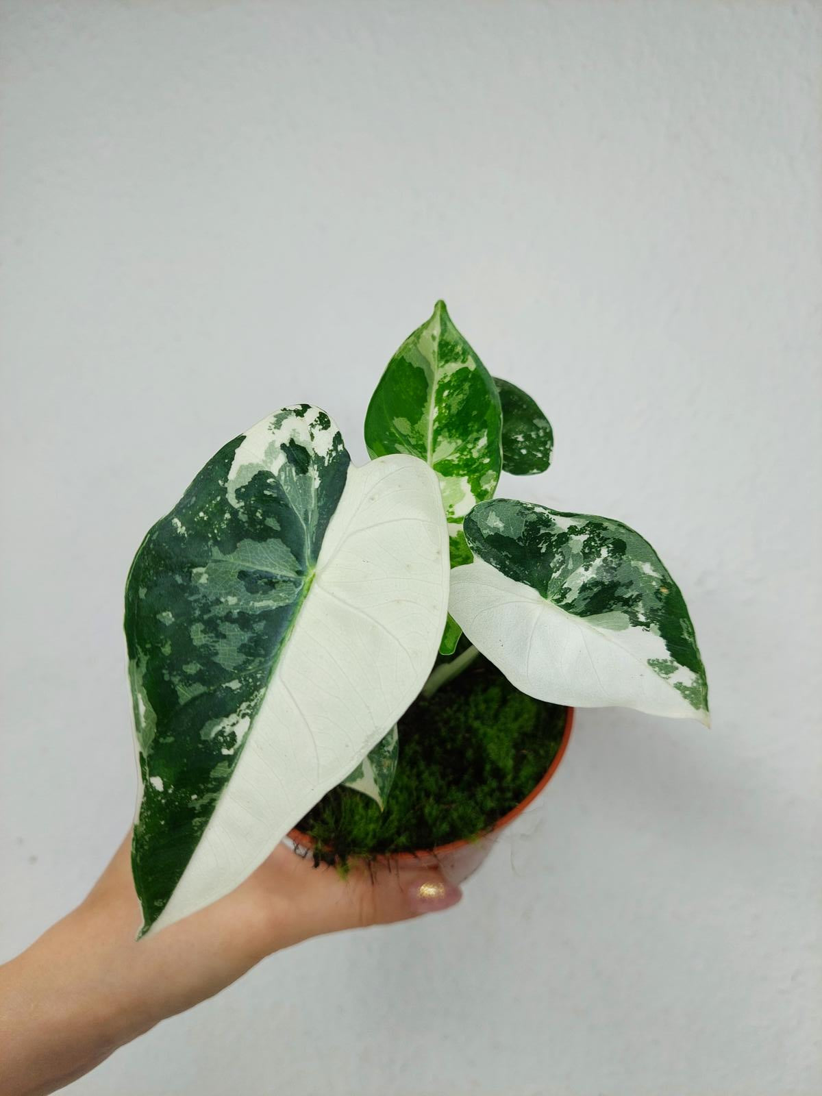 Alocasia Frydek Variegata