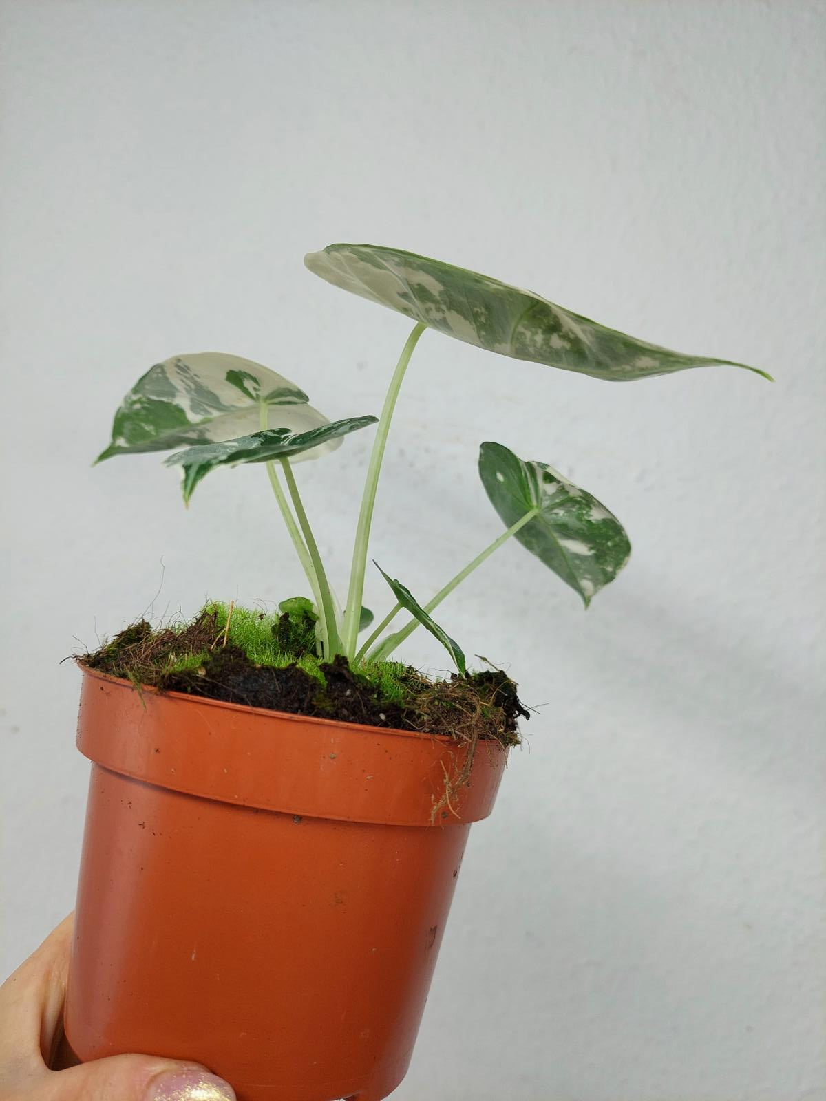 Alocasia Frydek Variegata