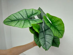 Alocasia Platinum