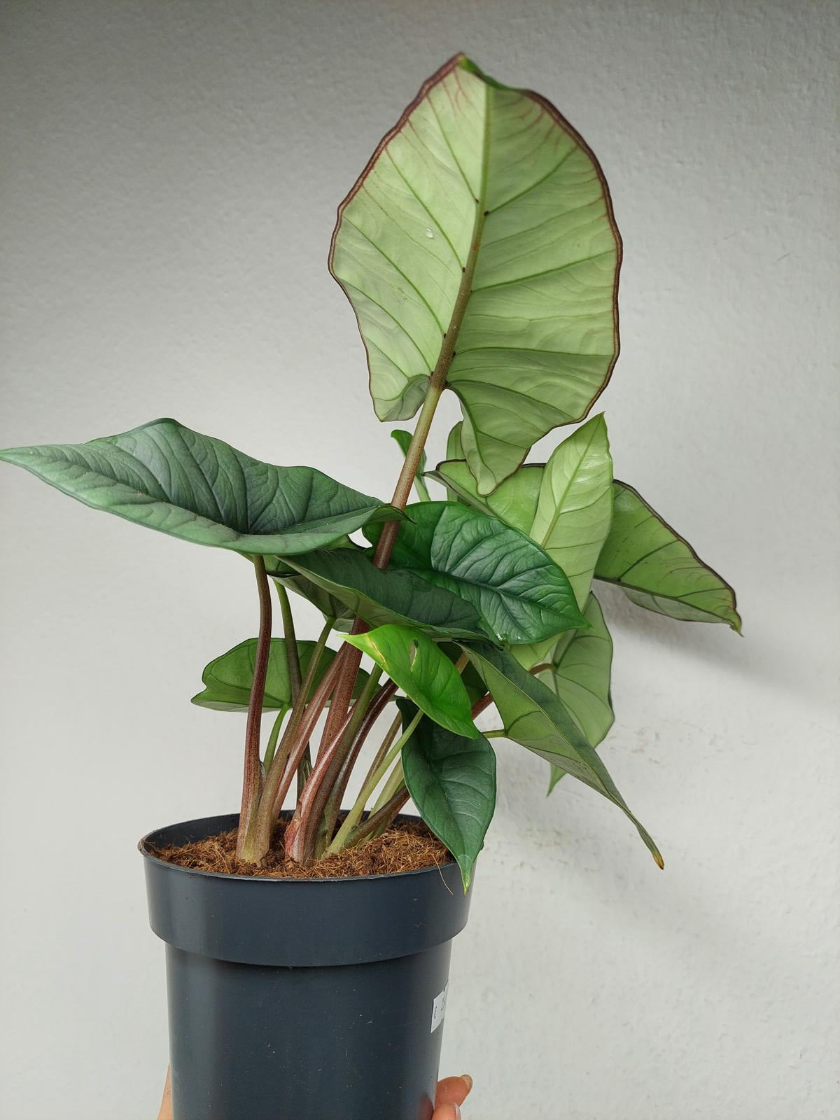 Alocasia Platinum