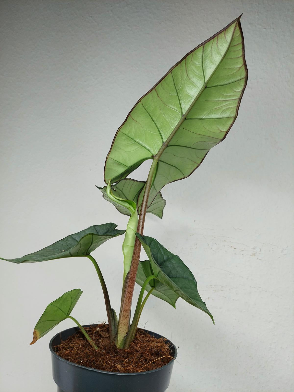 Alocasia Platinum