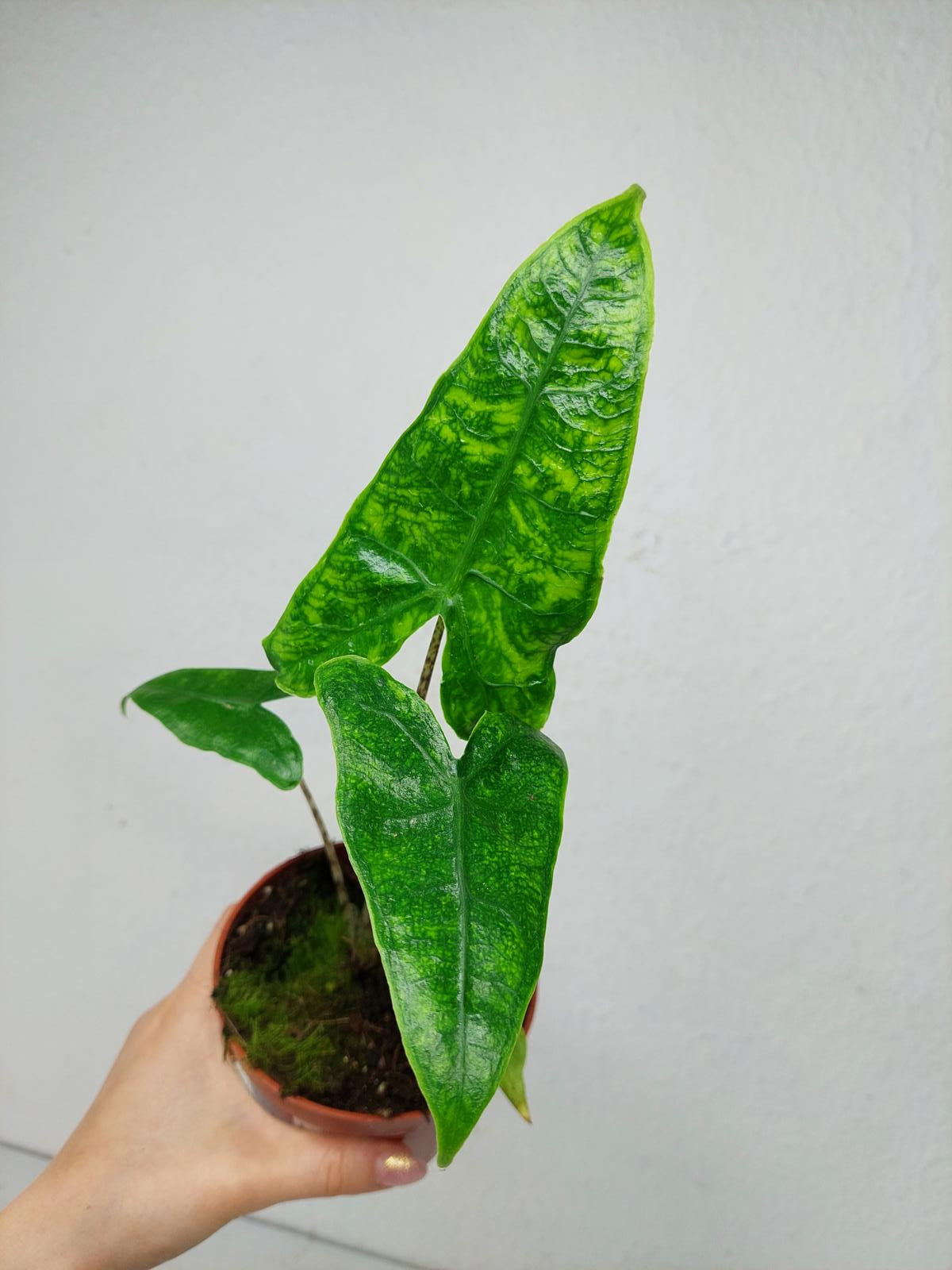 Alocasia Zebrina Reticulata