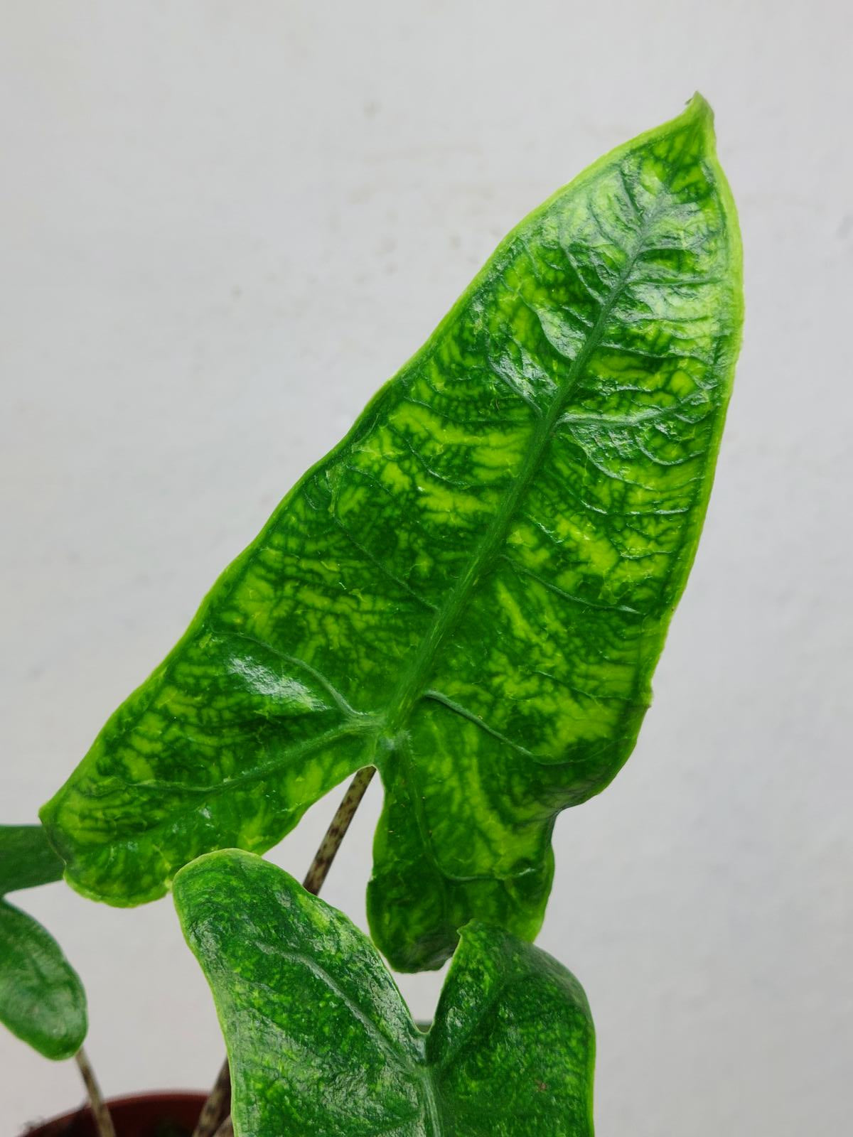 Alocasia Zebrina Reticulata