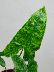 Alocasia Zebrina Reticulata – whiteleafplants