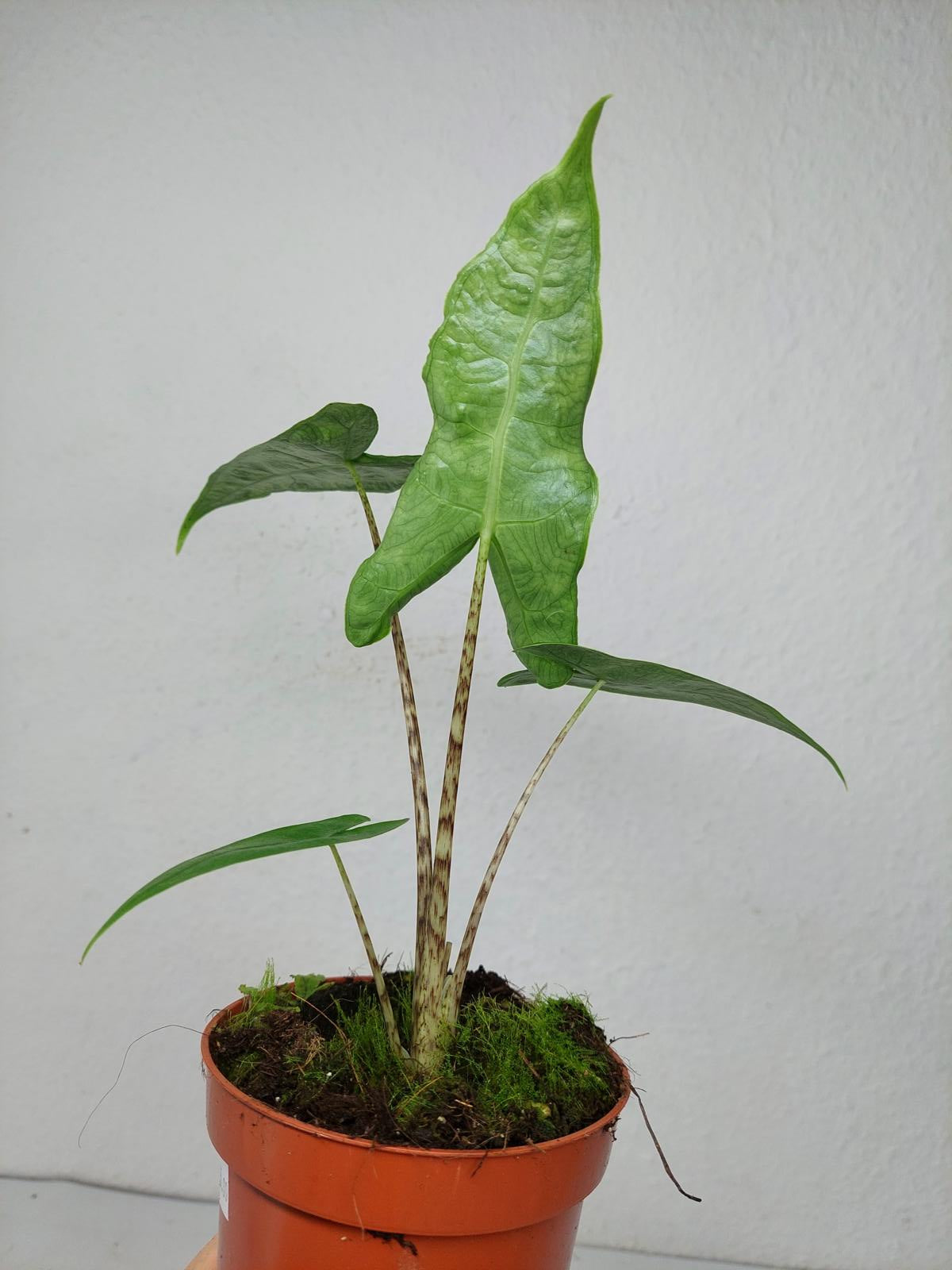 Alocasia Zebrina Reticulata