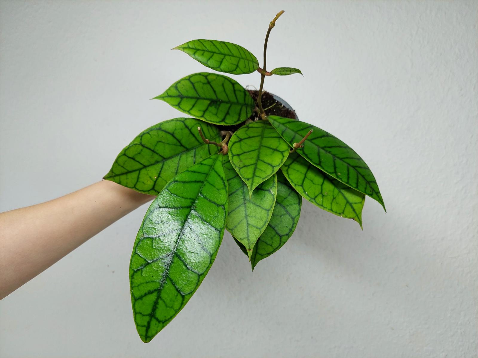 Hoya Callistophylla