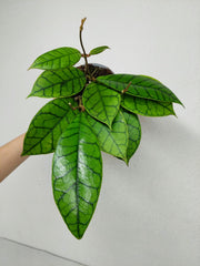 Hoya Callistophylla