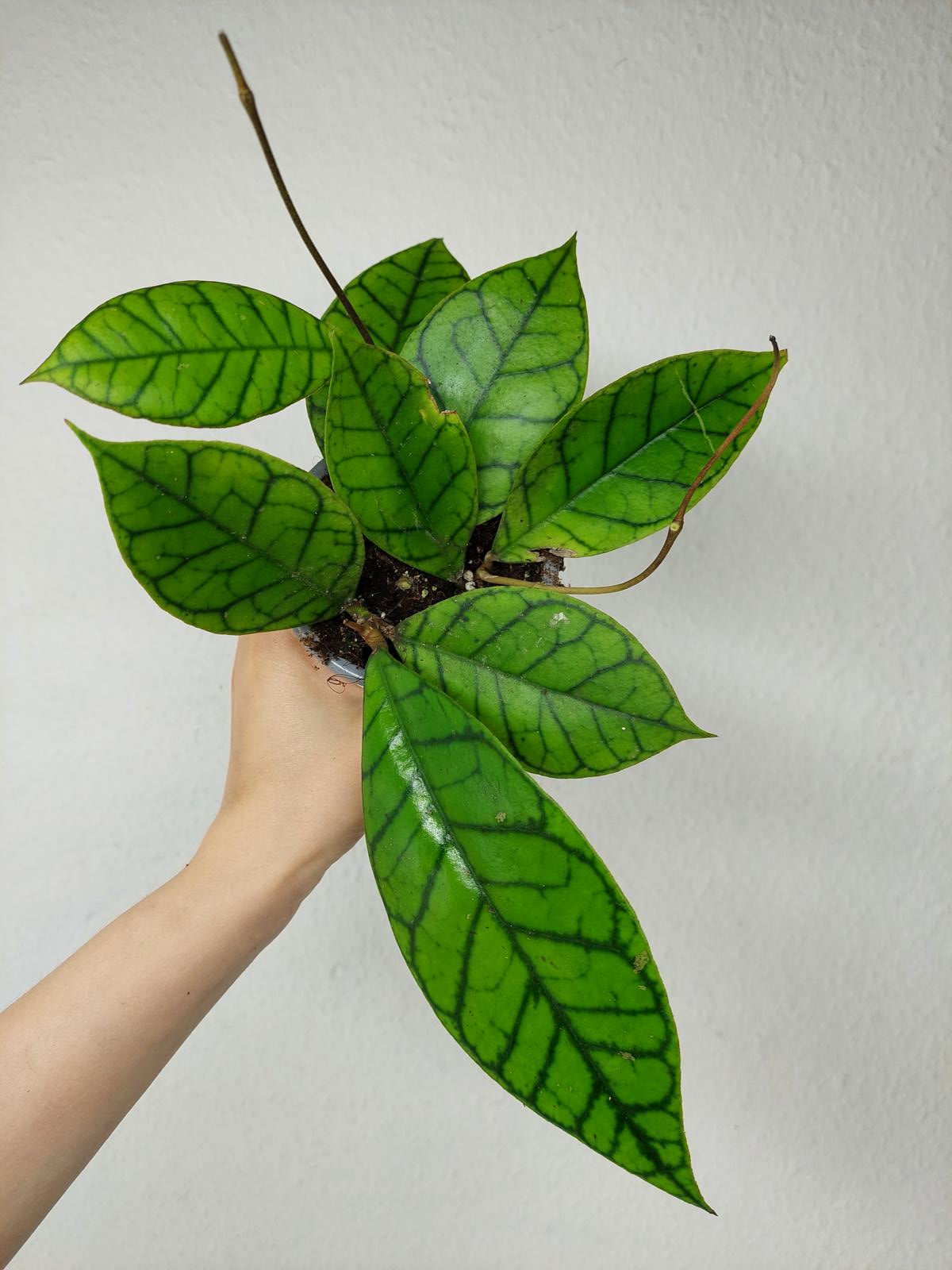 Hoya Callistophylla