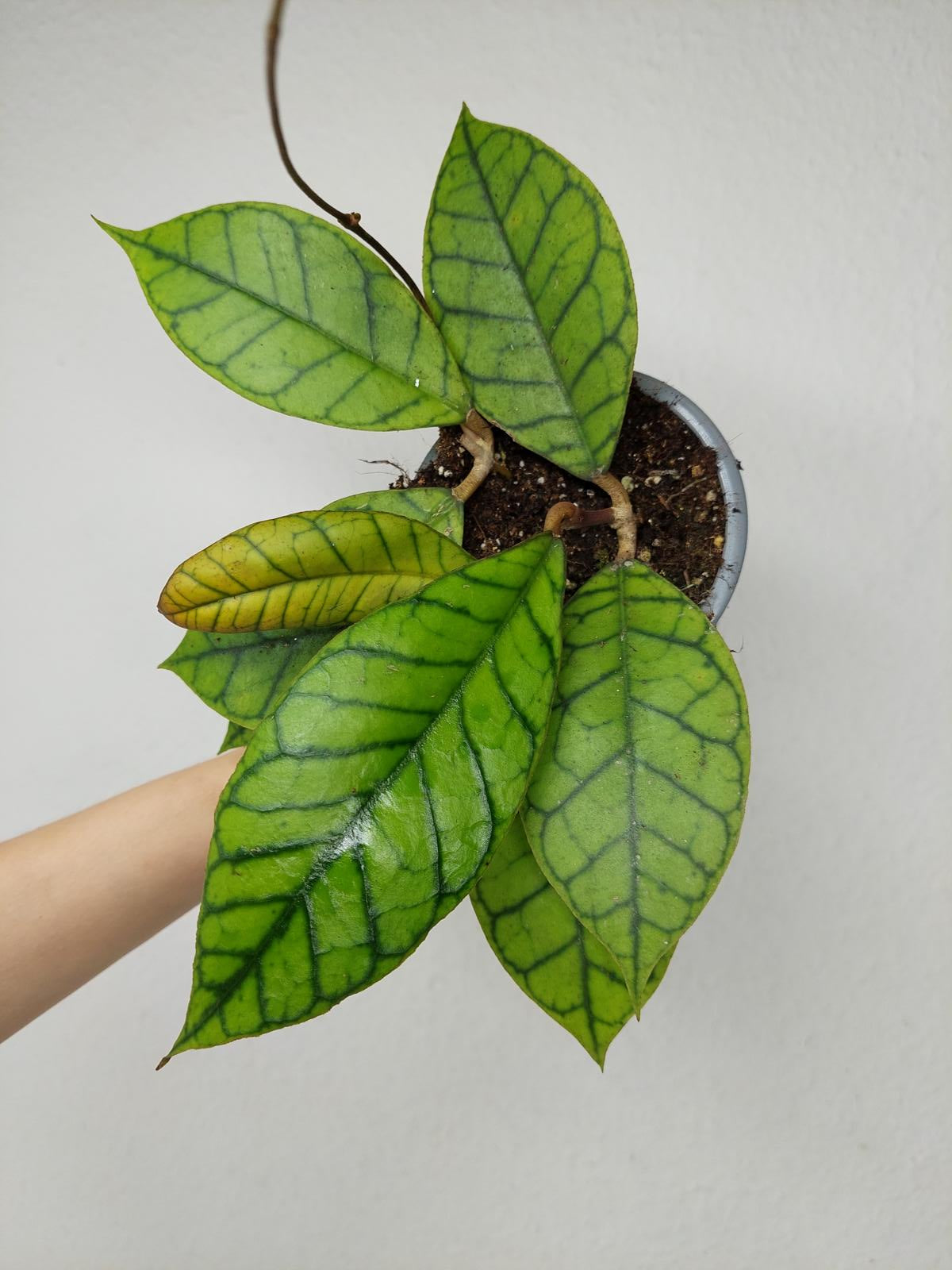 Hoya Callistophylla