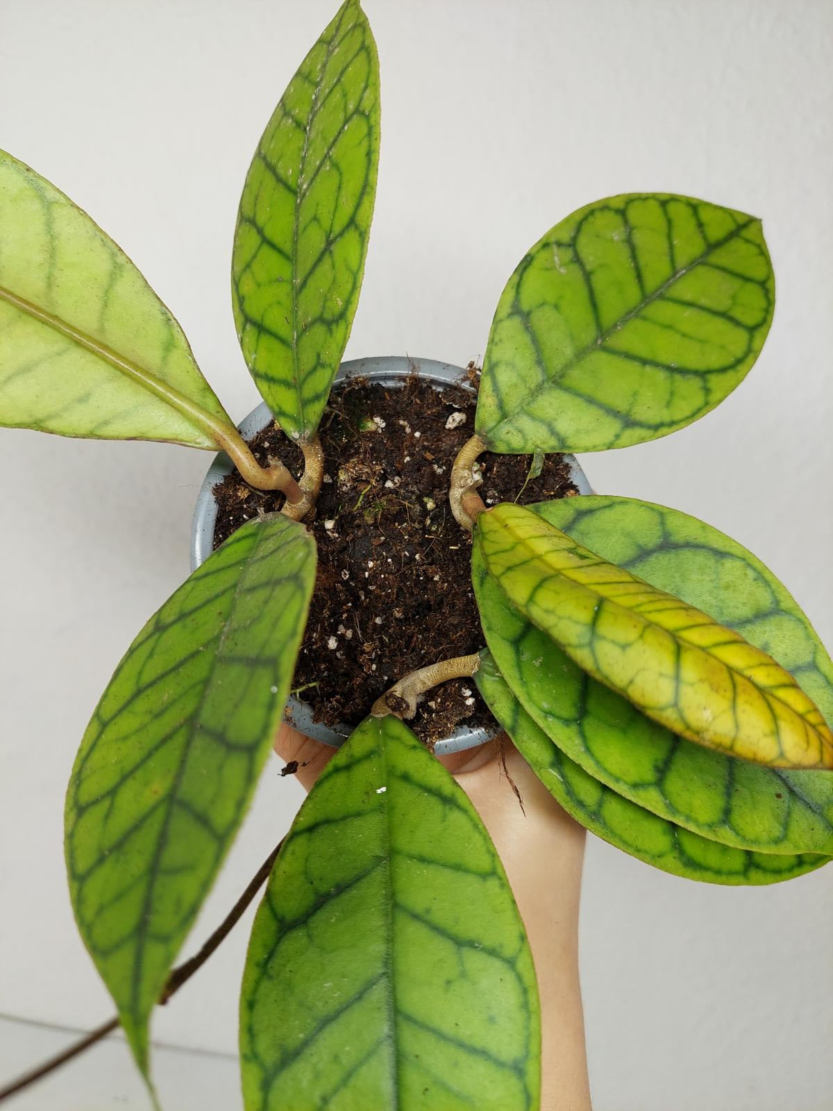 Hoya Callistophylla