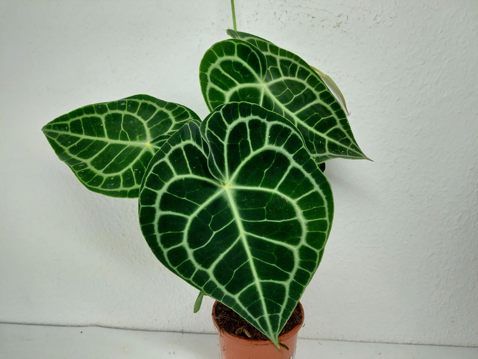 Anthurium Clarinervium