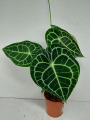 Anthurium Clarinervium