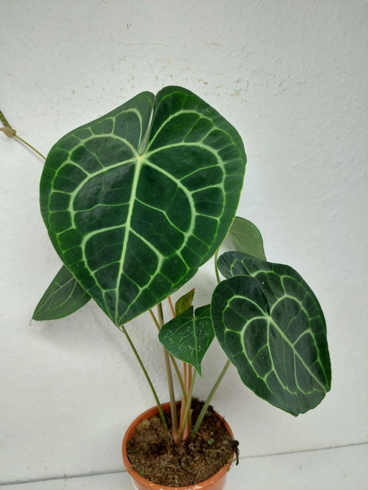Anthurium Clarinervium