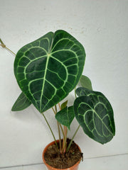 Anthurium Clarinervium