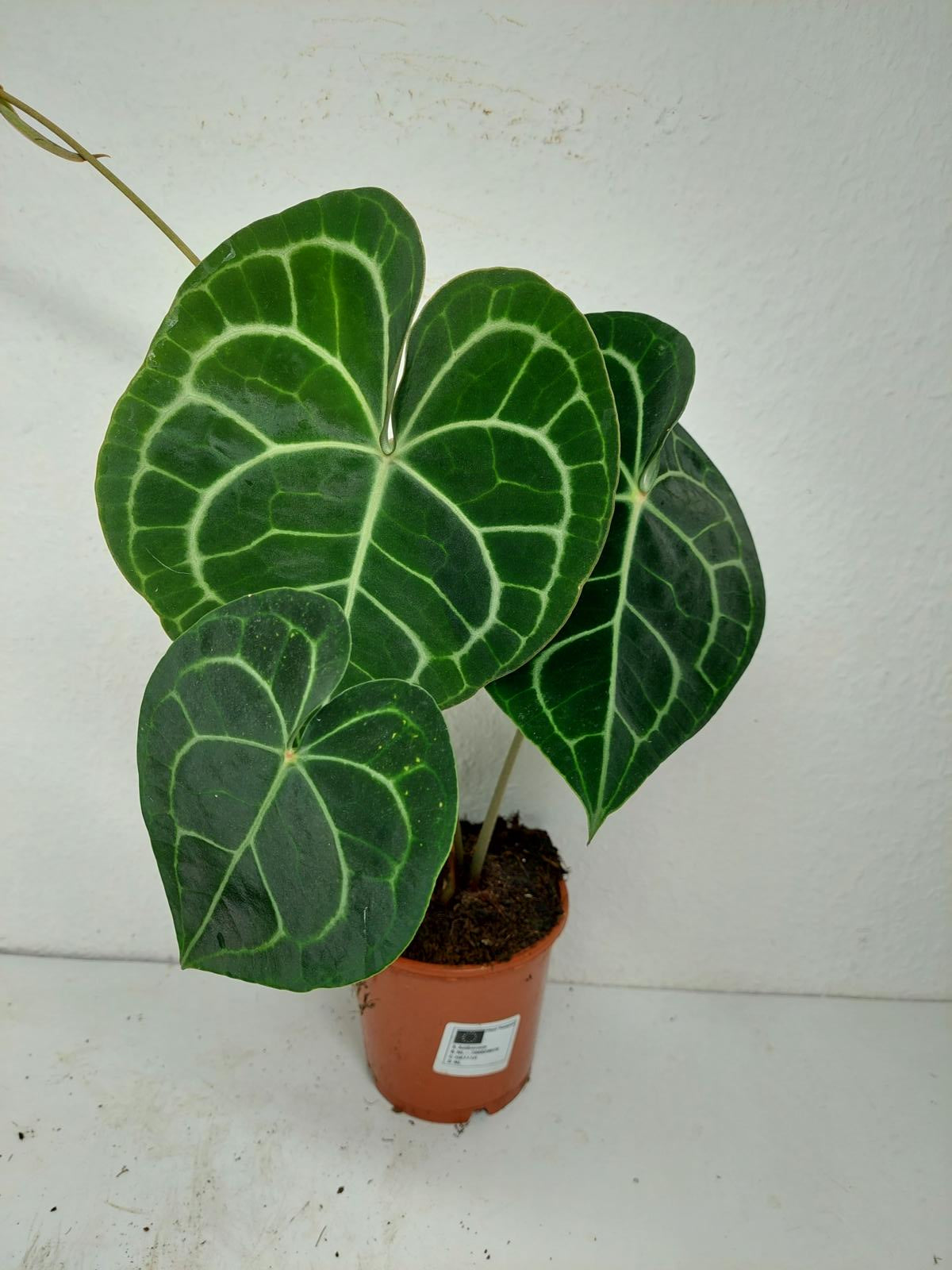 Anthurium Clarinervium