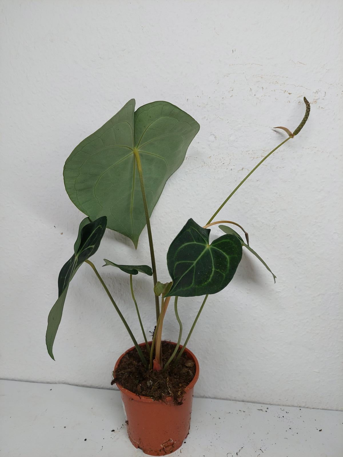 Anthurium Clarinervium