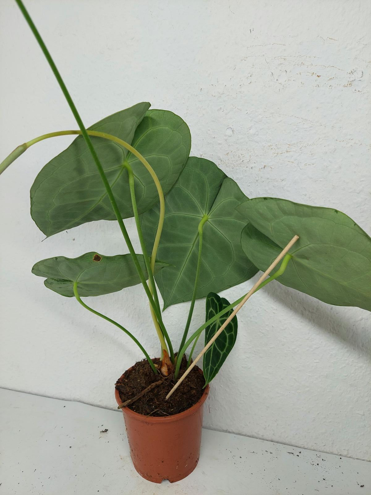 Anthurium Clarinervium