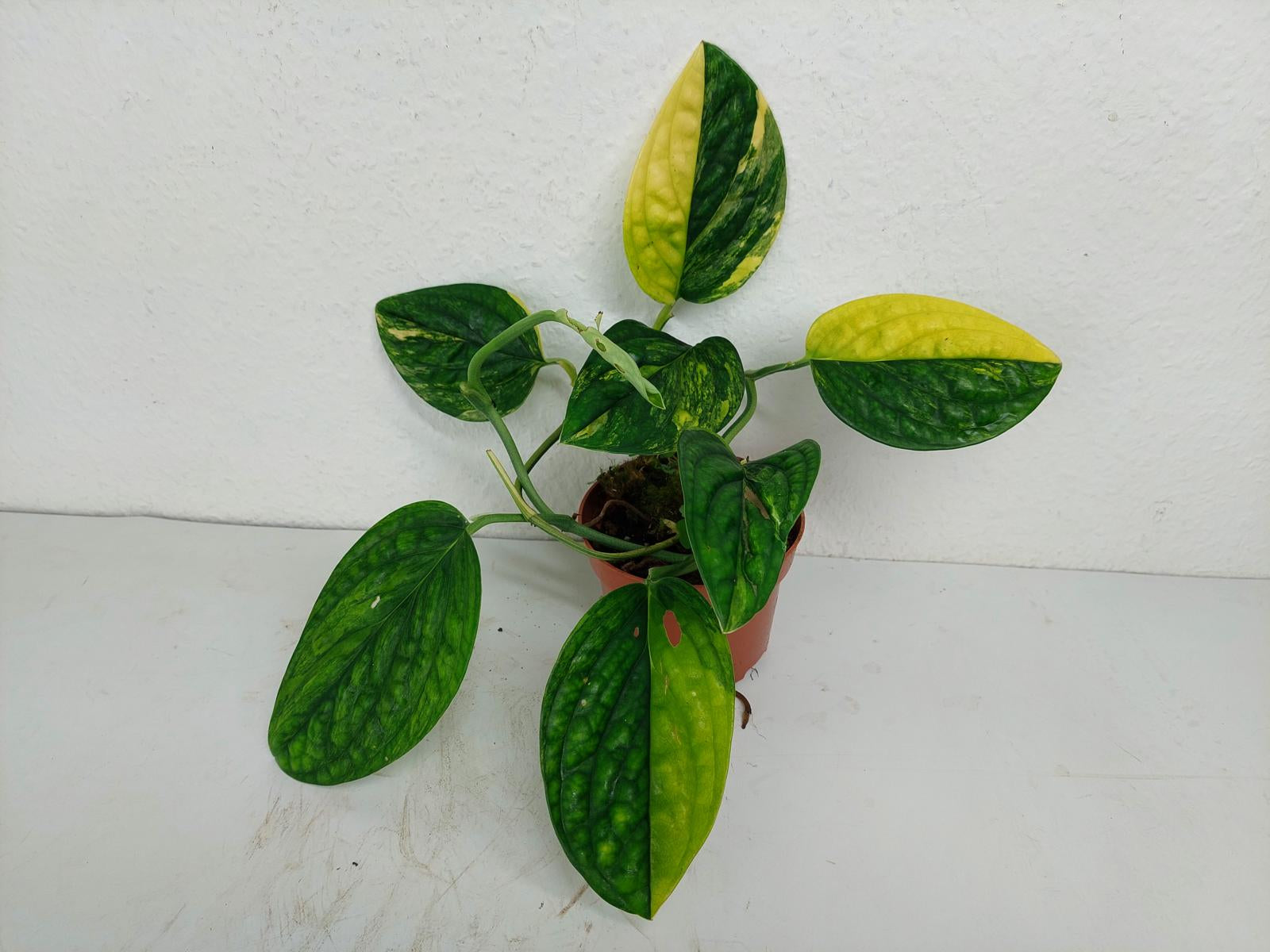 Monstera Karstenianum Peru Variegata