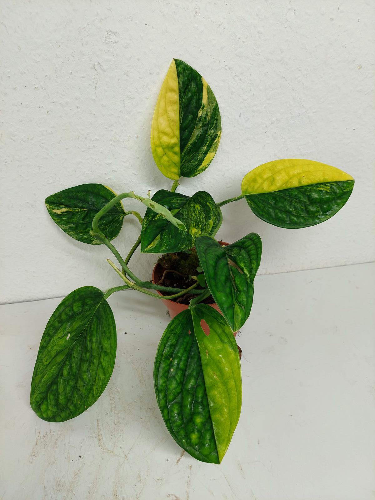 Monstera Karstenianum Peru Variegata