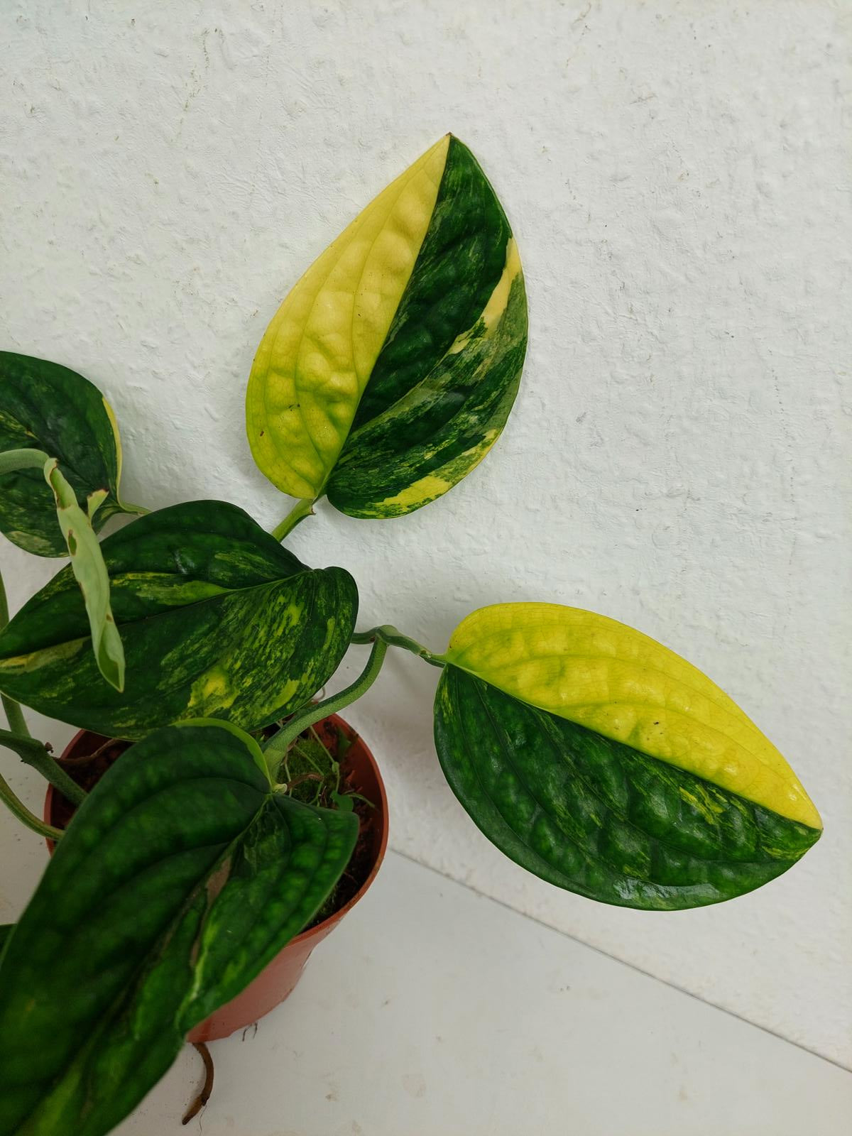 Monstera Karstenianum Peru Variegata