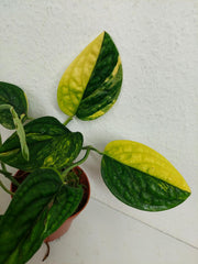 Monstera Karstenianum Peru Variegata
