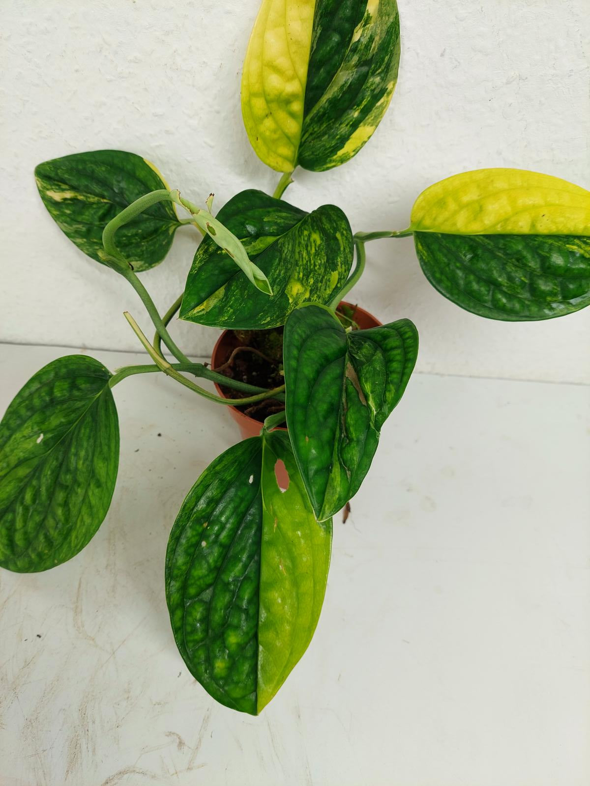 Monstera Karstenianum Peru Variegata