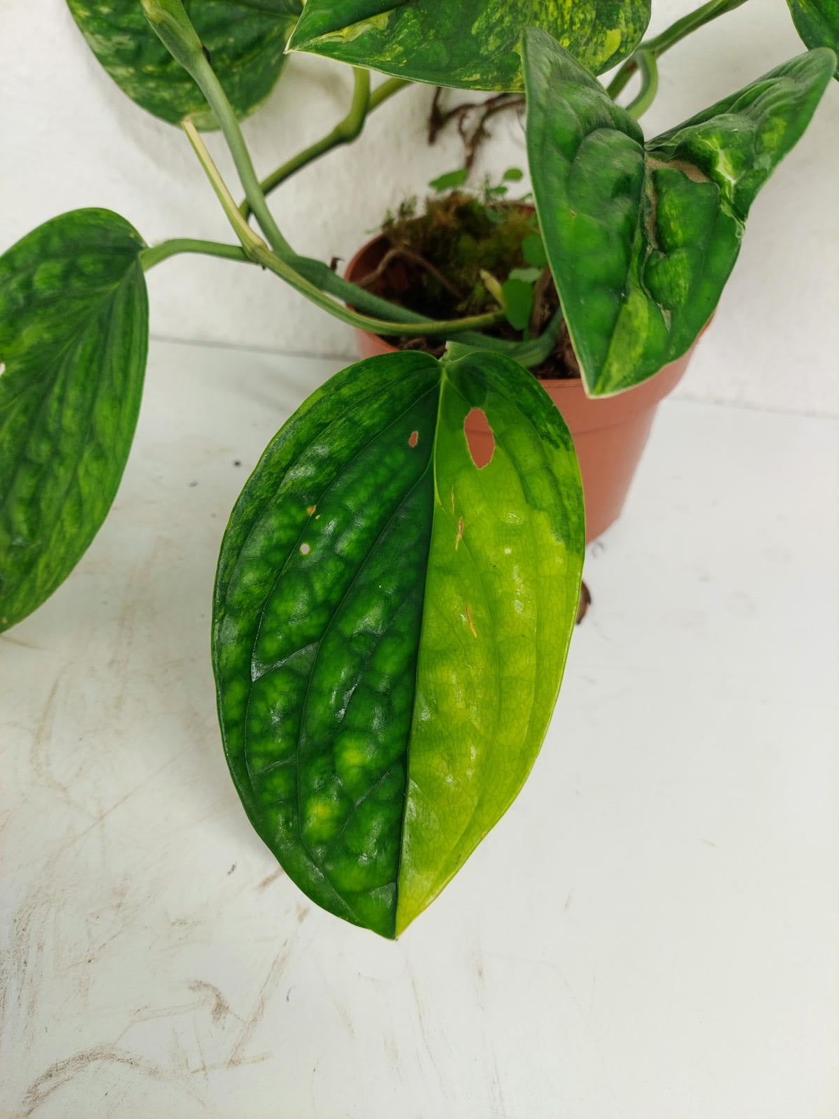 Monstera Karstenianum Peru Variegata