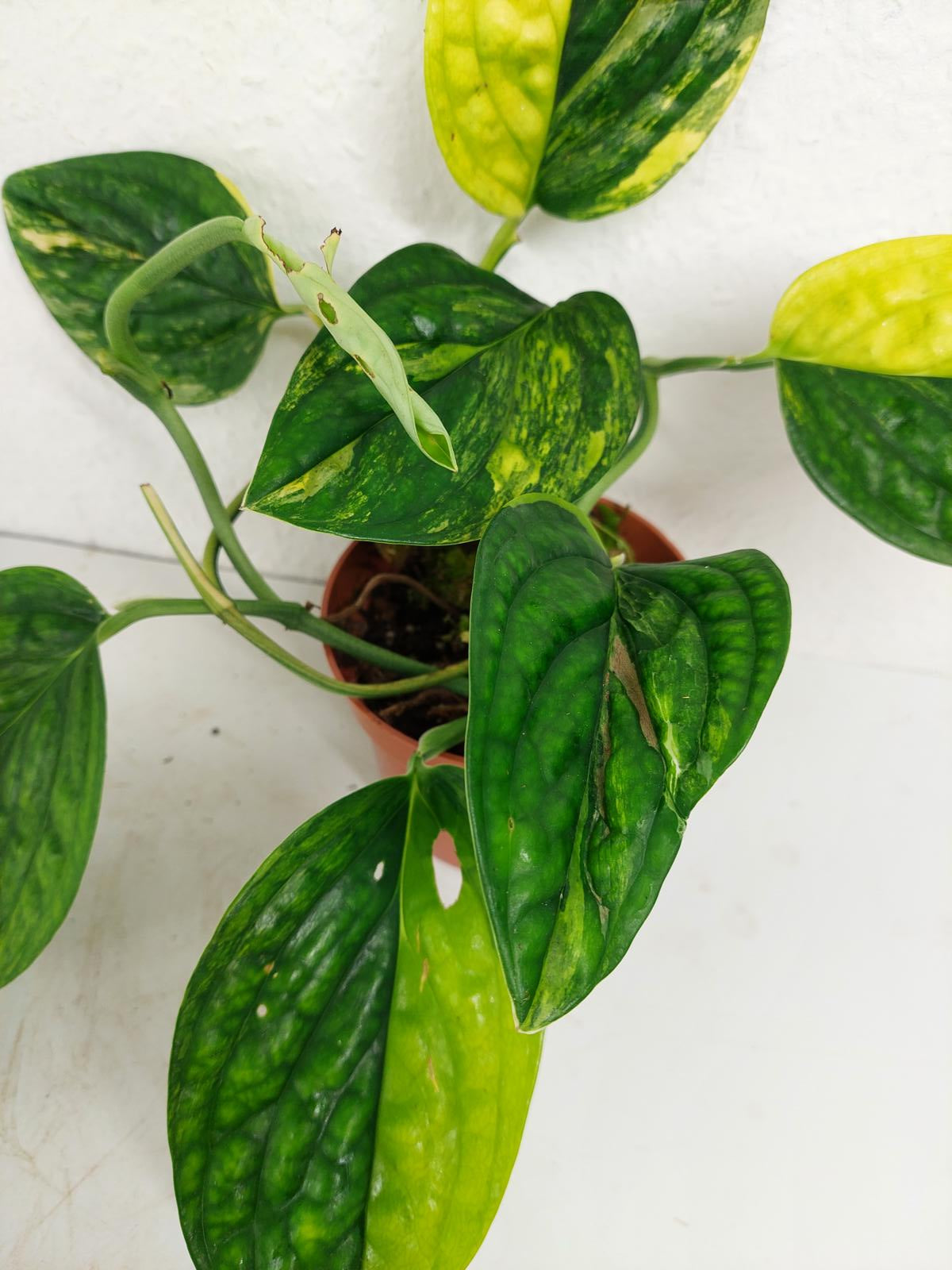Monstera Karstenianum Peru Variegata