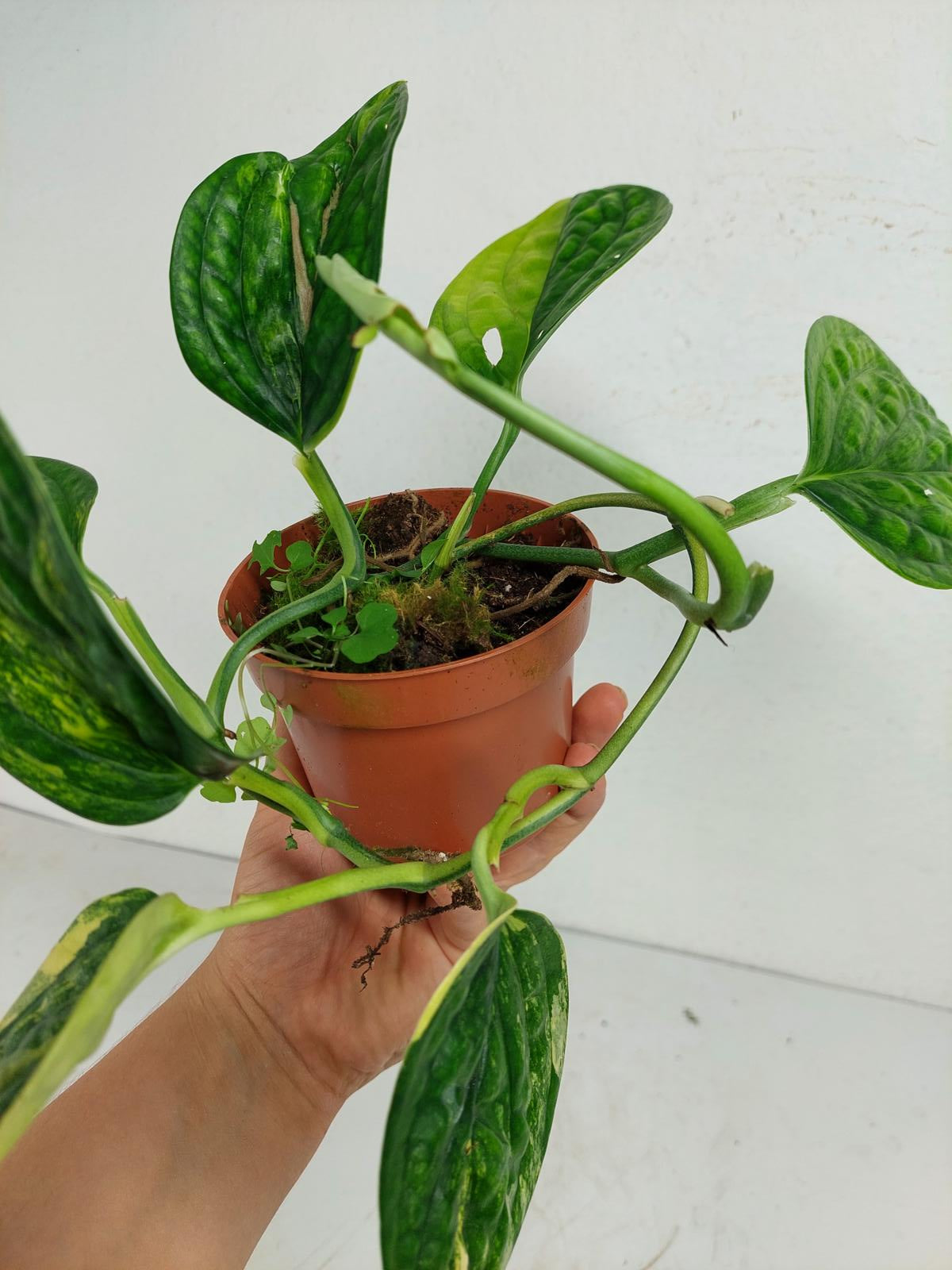 Monstera Karstenianum Peru Variegata