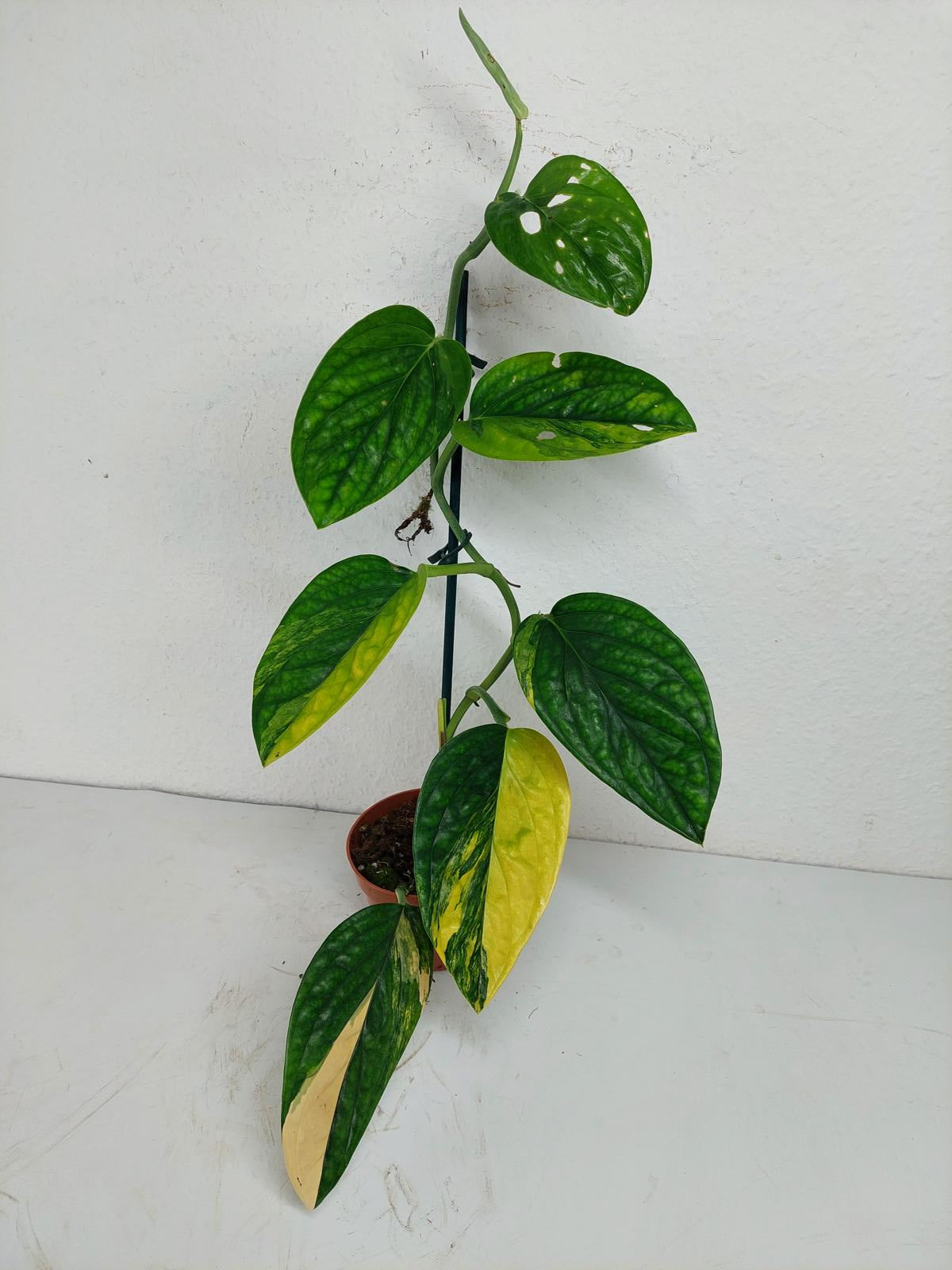 Monstera Karstenianum Peru Variegata