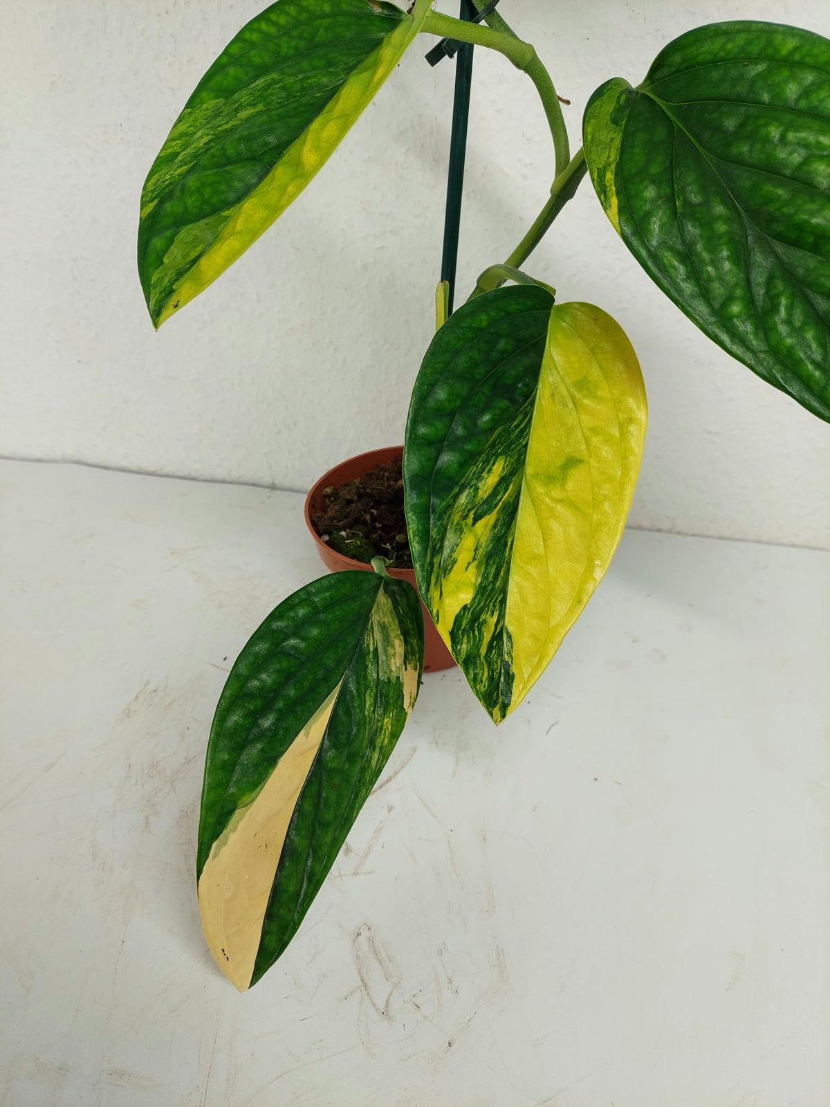 Monstera Karstenianum Peru Variegata