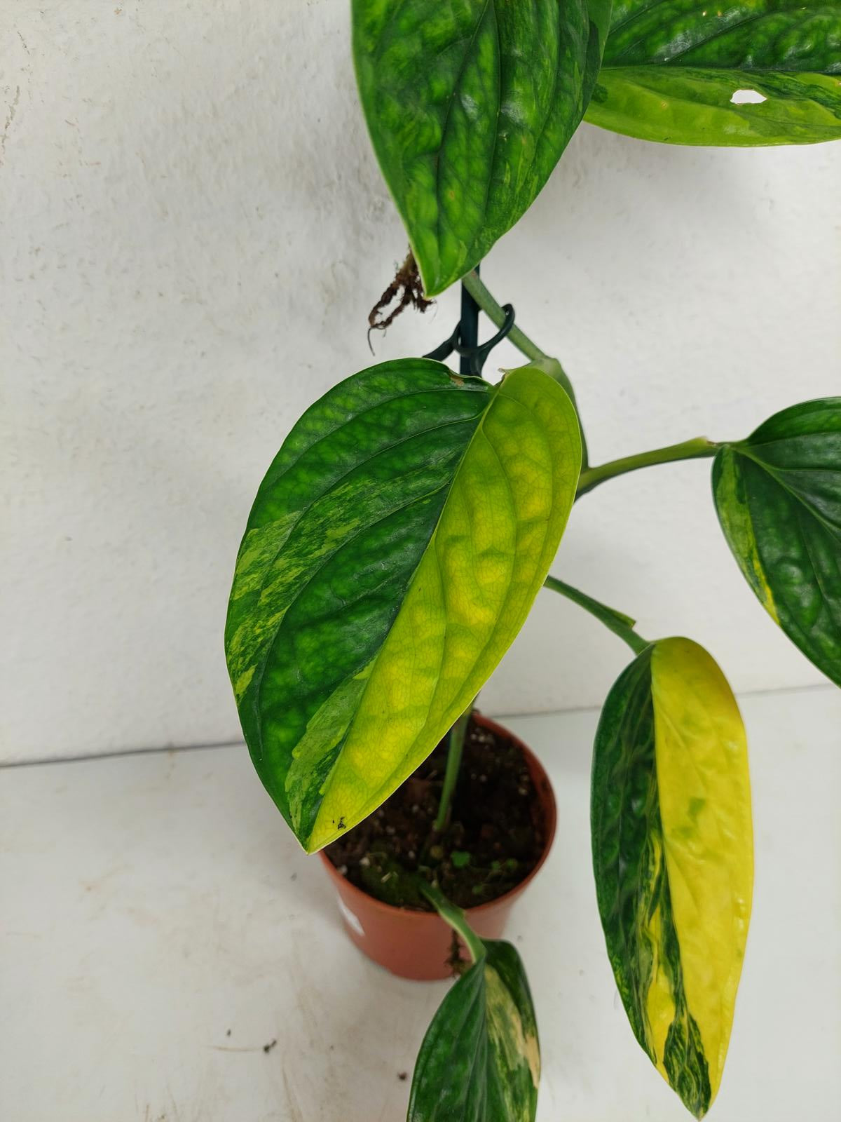 Monstera Karstenianum Peru Variegata