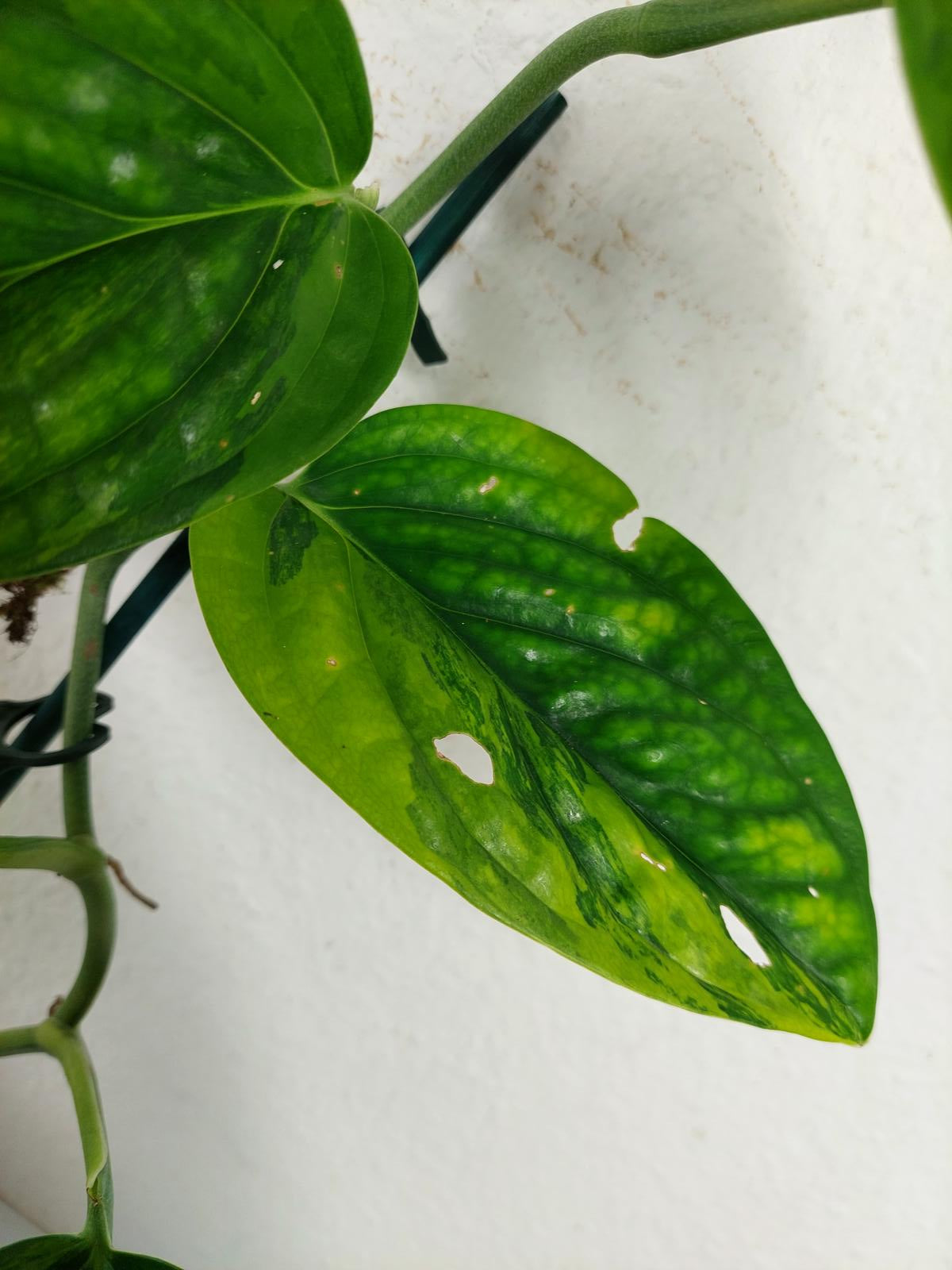 Monstera Karstenianum Peru Variegata