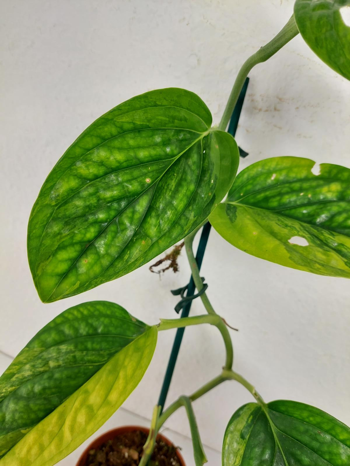 Monstera Karstenianum Peru Variegata