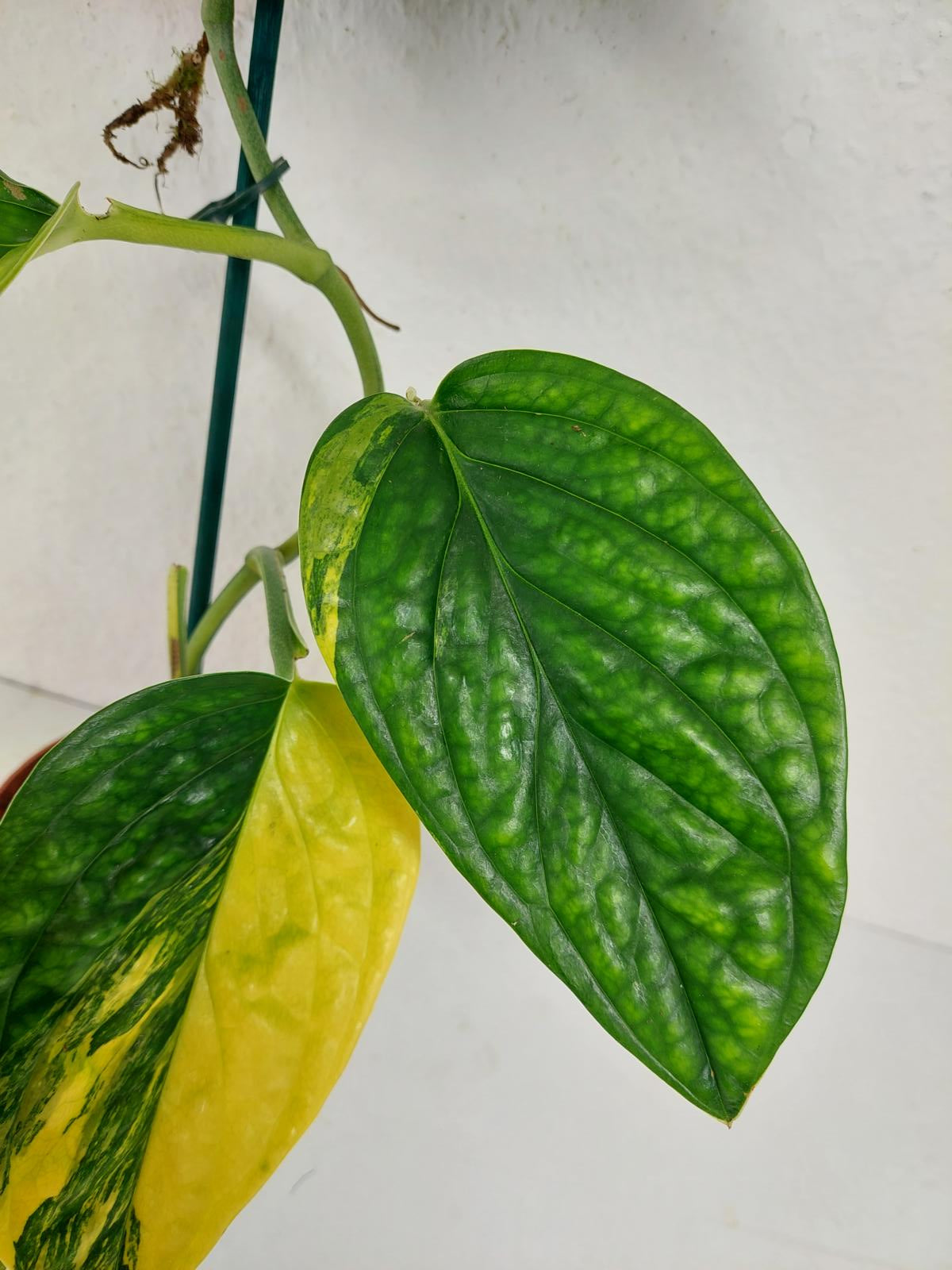 Monstera Karstenianum Peru Variegata