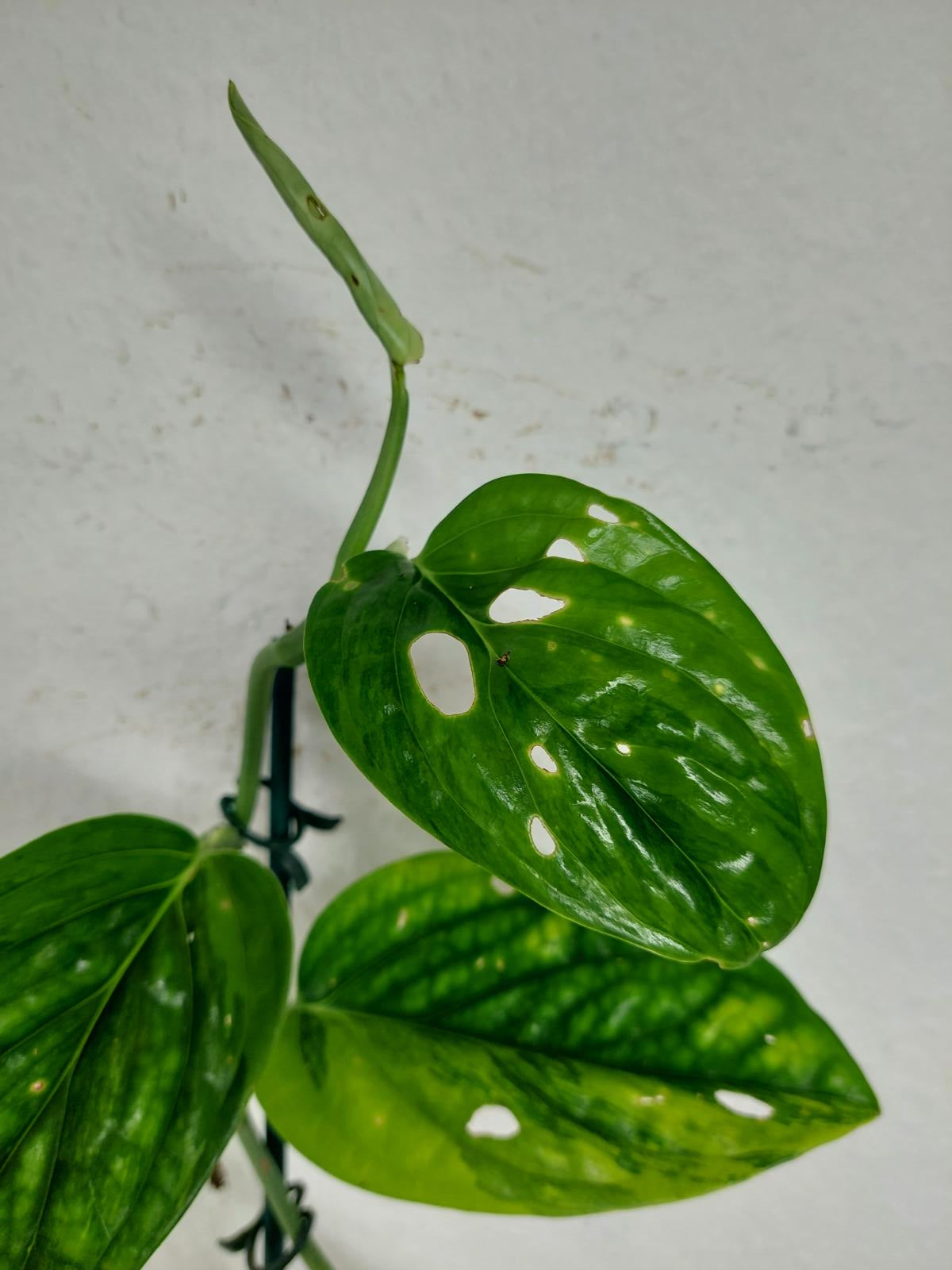 Monstera Karstenianum Peru Variegata