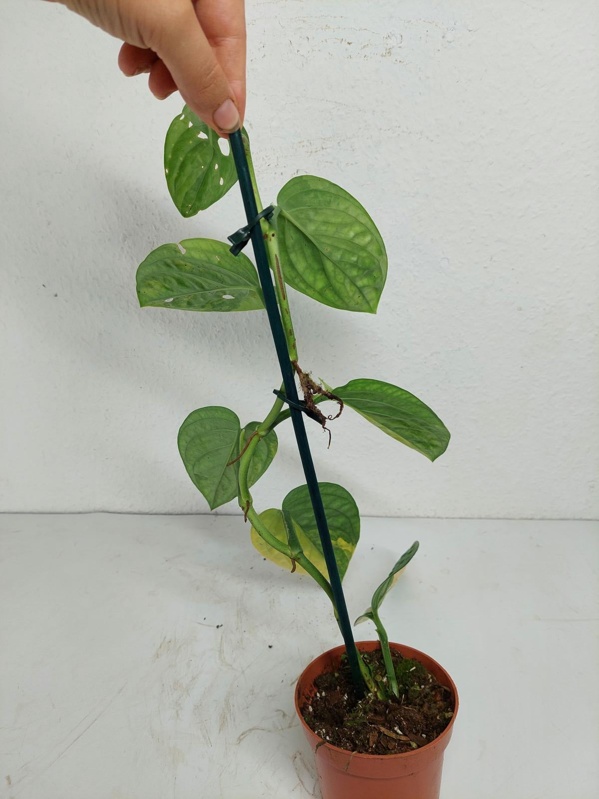Monstera Karstenianum Peru Variegata