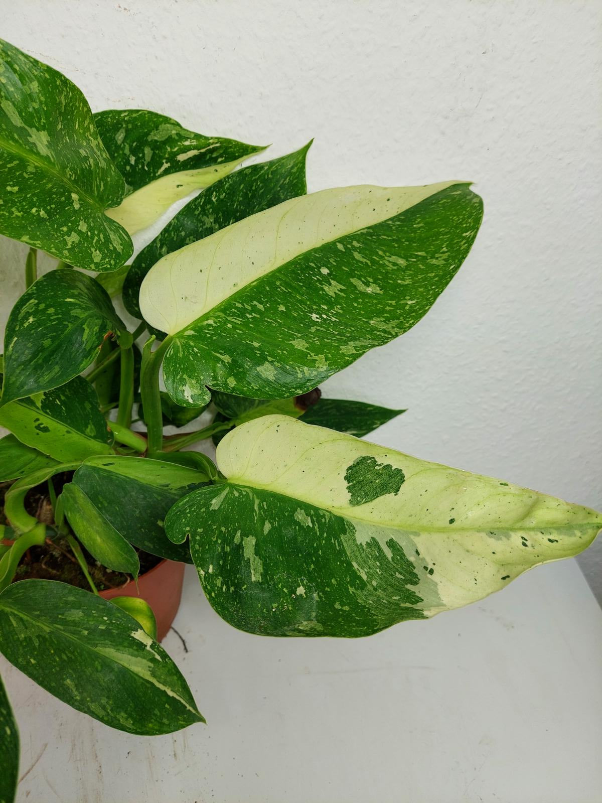 Philodendron Jose Buono