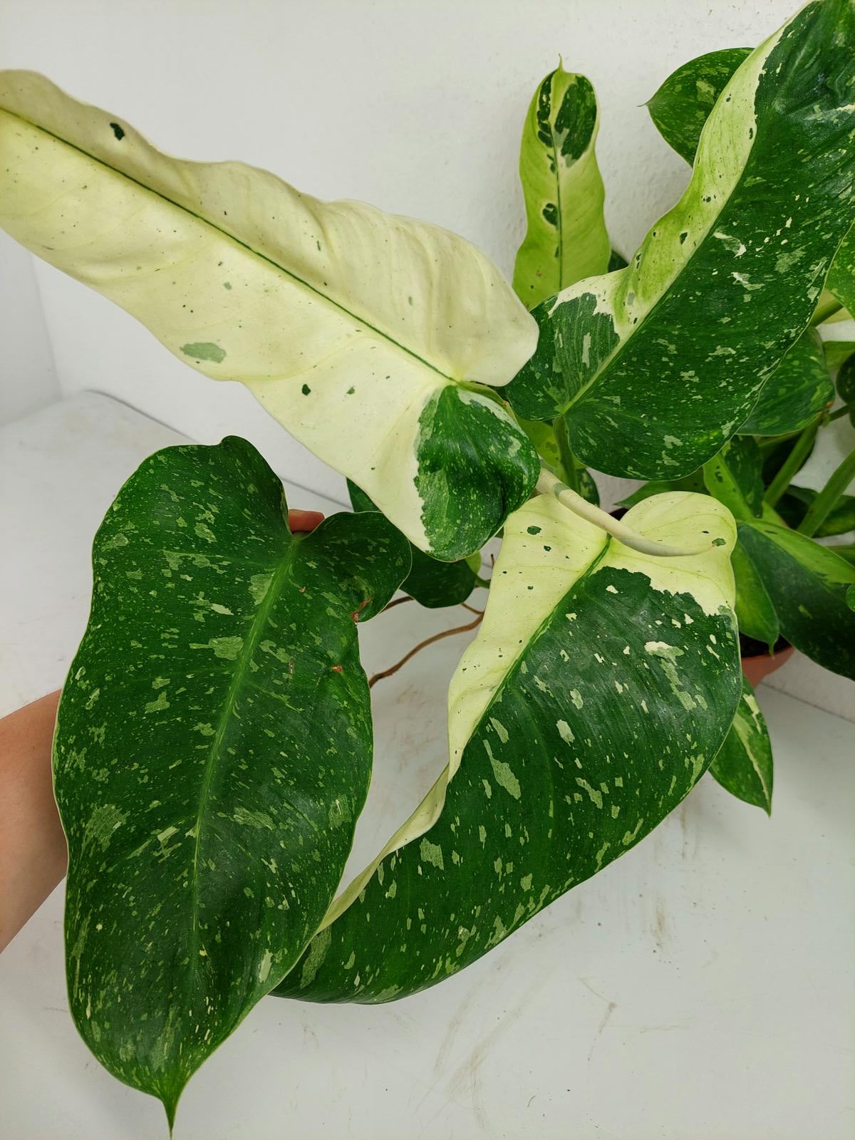 Philodendron Jose Buono
