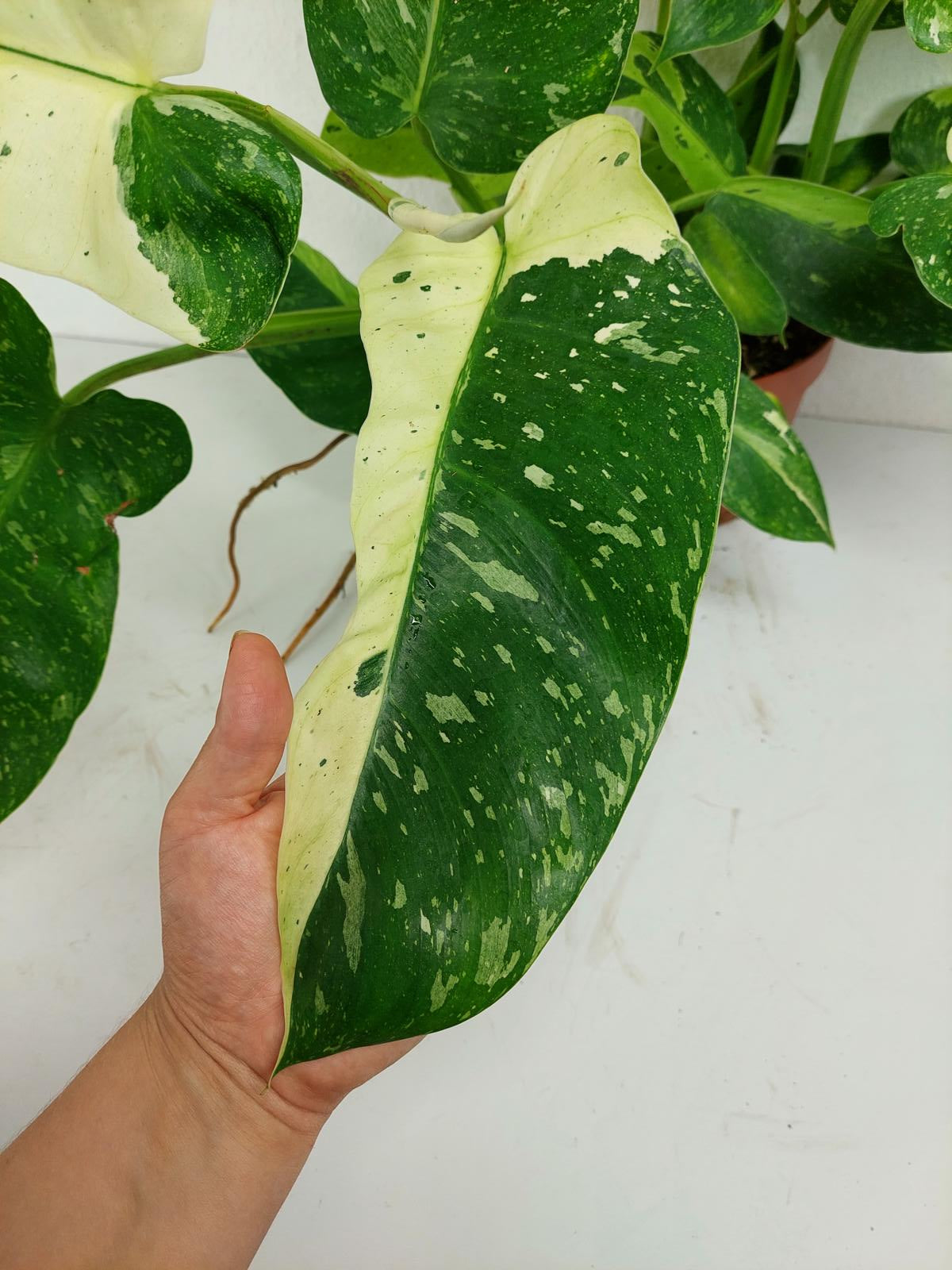 Philodendron Jose Buono