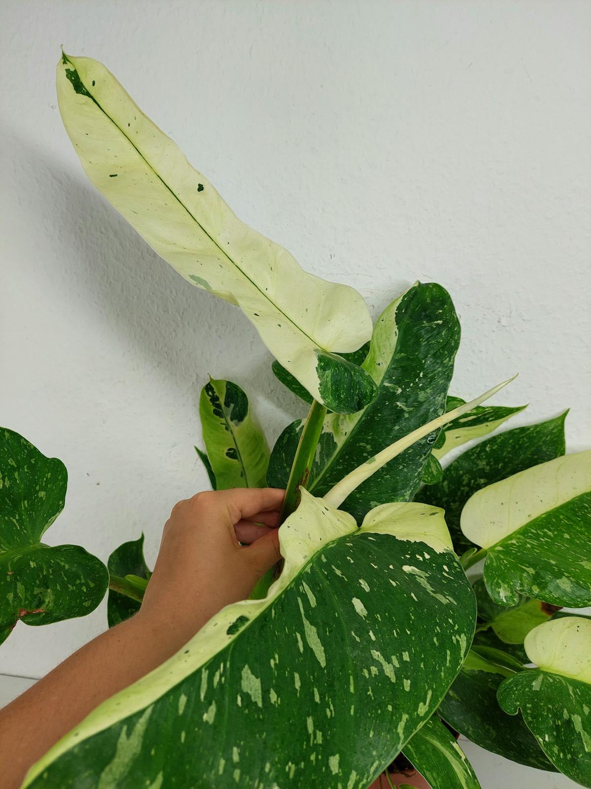 Philodendron Jose Buono