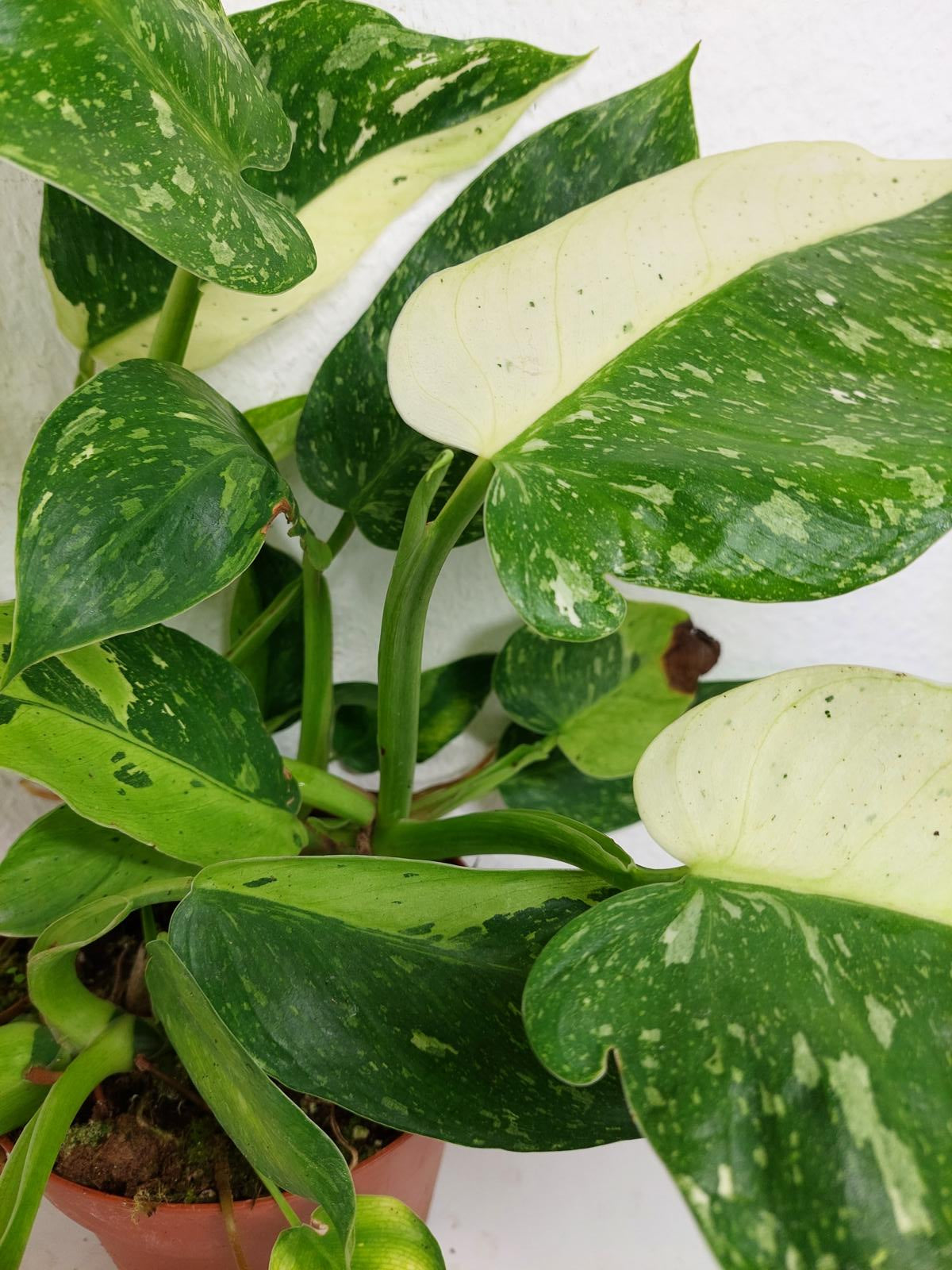 Philodendron Jose Buono
