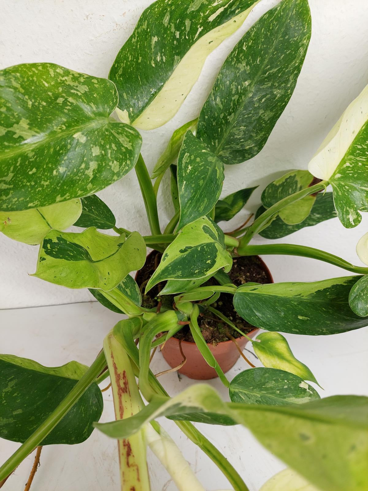 Philodendron Jose Buono