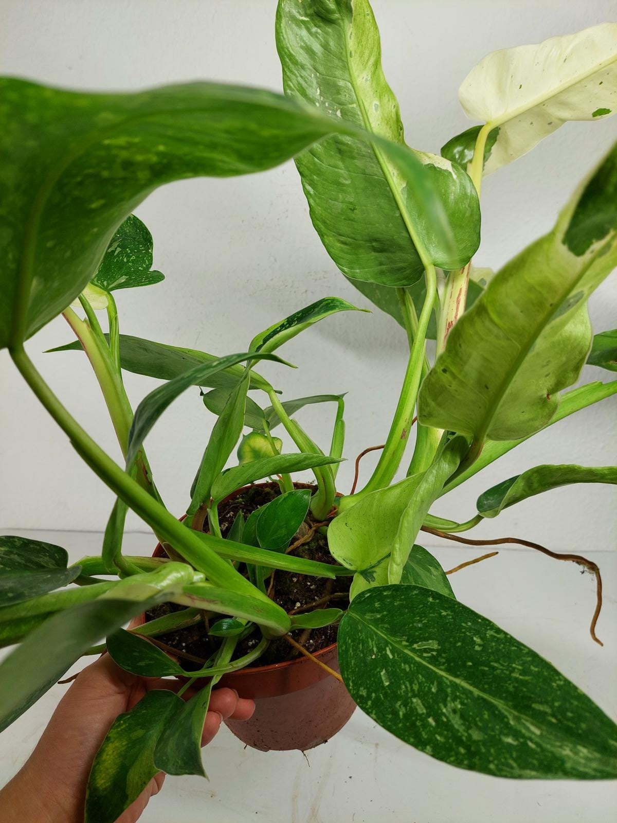 Philodendron Jose Buono