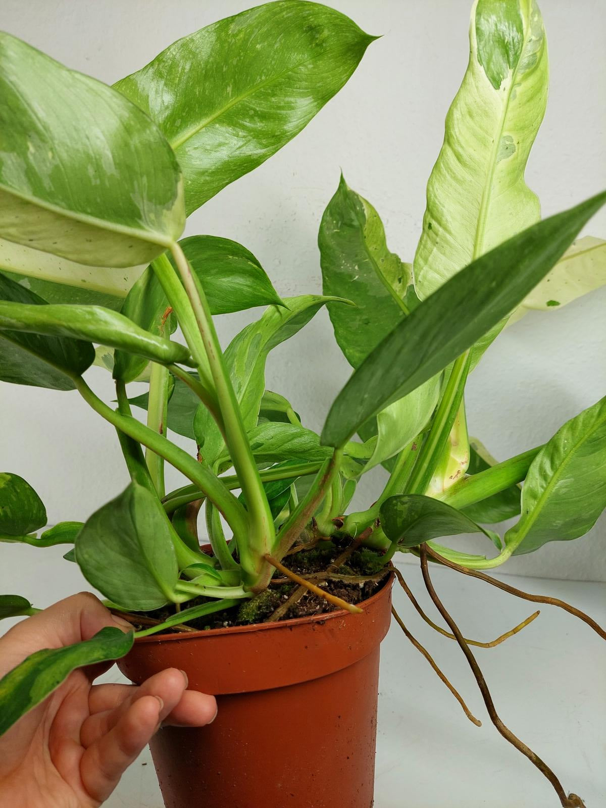 Philodendron Jose Buono